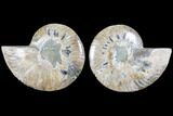 Cut & Polished Ammonite Fossil - Crystal Chambers #103081-1